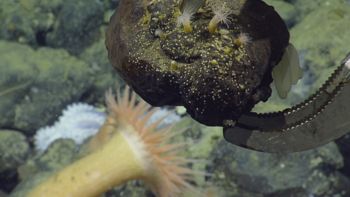 Media type: image;   Invertebrate Zoology 153105 Description: live specimen;